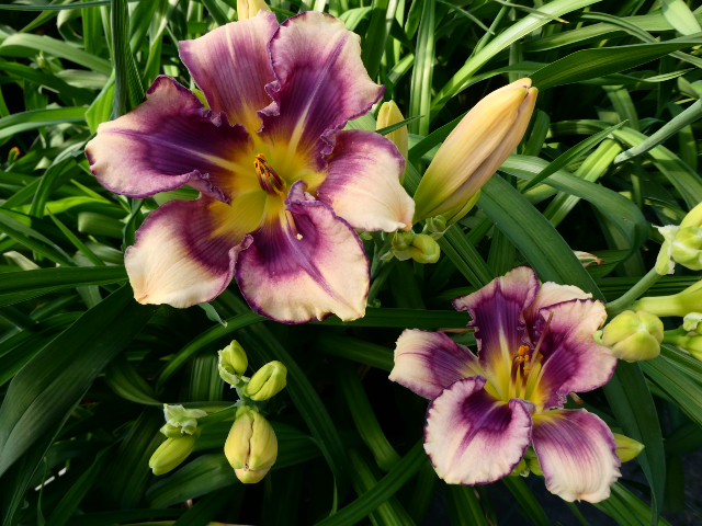 Hemerocallis Jubileus Arboretum